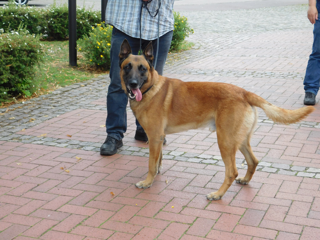 Balu in Hab’-Acht-Stellung: Er hat schon etwas in der Nase.