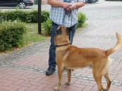 Wann geht’s denn los? Balu schaut seinen Hundeführer erwartungsfroh an.