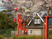 Eine Augenweide im Quitt-Kreisel sind die Wildkirschen. Von diesem Kreisel aus geht in westlicher Richtung zum Quitt-Sportstadium.