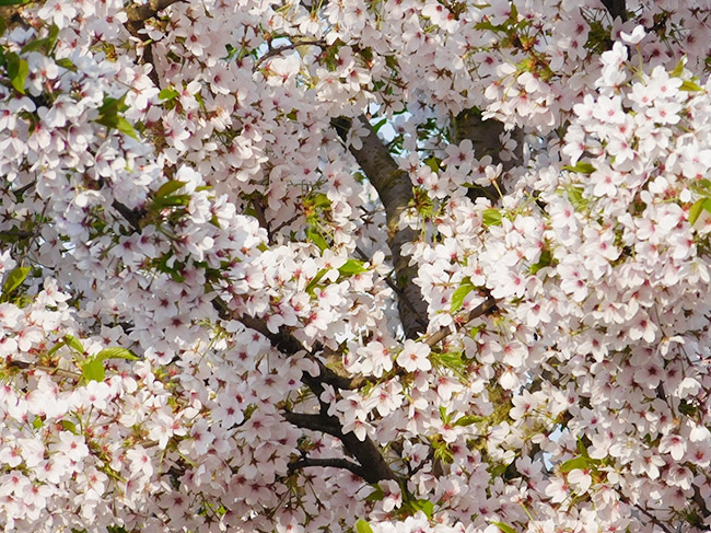 04-Kreise-Blueten-Nahaufnahme